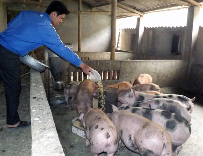 giá heo hơi hôm nay 11/11, Giá heo hơi 11/11/2025, giá heo hơi miền Bắc, giá heo hơi miền Trung, giá heo hơi miền Nam, giá heo hơi giảm, thị trường heo hơi