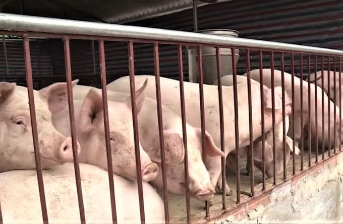 giá heo hơi hôm nay 11/11, Giá heo hơi 11/11/2025, giá heo hơi miền Bắc, giá heo hơi miền Trung, giá heo hơi miền Nam, giá heo hơi giảm, thị trường heo hơi