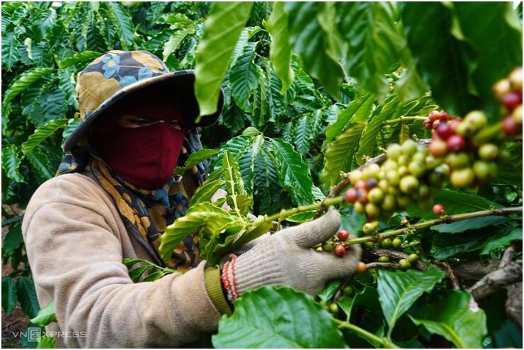 giá cà phê hôm nay, giá cà phê 12/11/2025, thị trường cà phê, cà phê Tây Nguyên, giá cà phê trong nước, giá cà phê thế giới, xuất khẩu cà phê Việt Nam