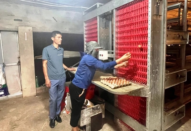 nuôi gà công nghệ cao, mô hình chăn nuôi gà hiện đại, gà đẻ trứng Thanh Hóa, Nguyễn Xuân Minh, trang trại gà công nghệ