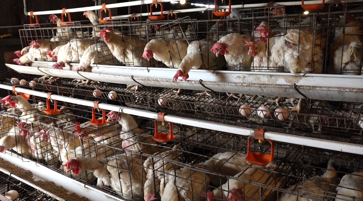 nuôi gà công nghệ cao, mô hình chăn nuôi gà hiện đại, gà đẻ trứng Thanh Hóa, Nguyễn Xuân Minh, trang trại gà công nghệ