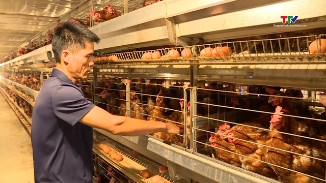Anh nông dân Thanh Hóa biến chuồng gà thành “nhà máy trứng” công nghệ cao