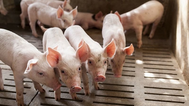 Thị trường heo giống hạ nhiệt sau chuỗi ngày tăng nóng