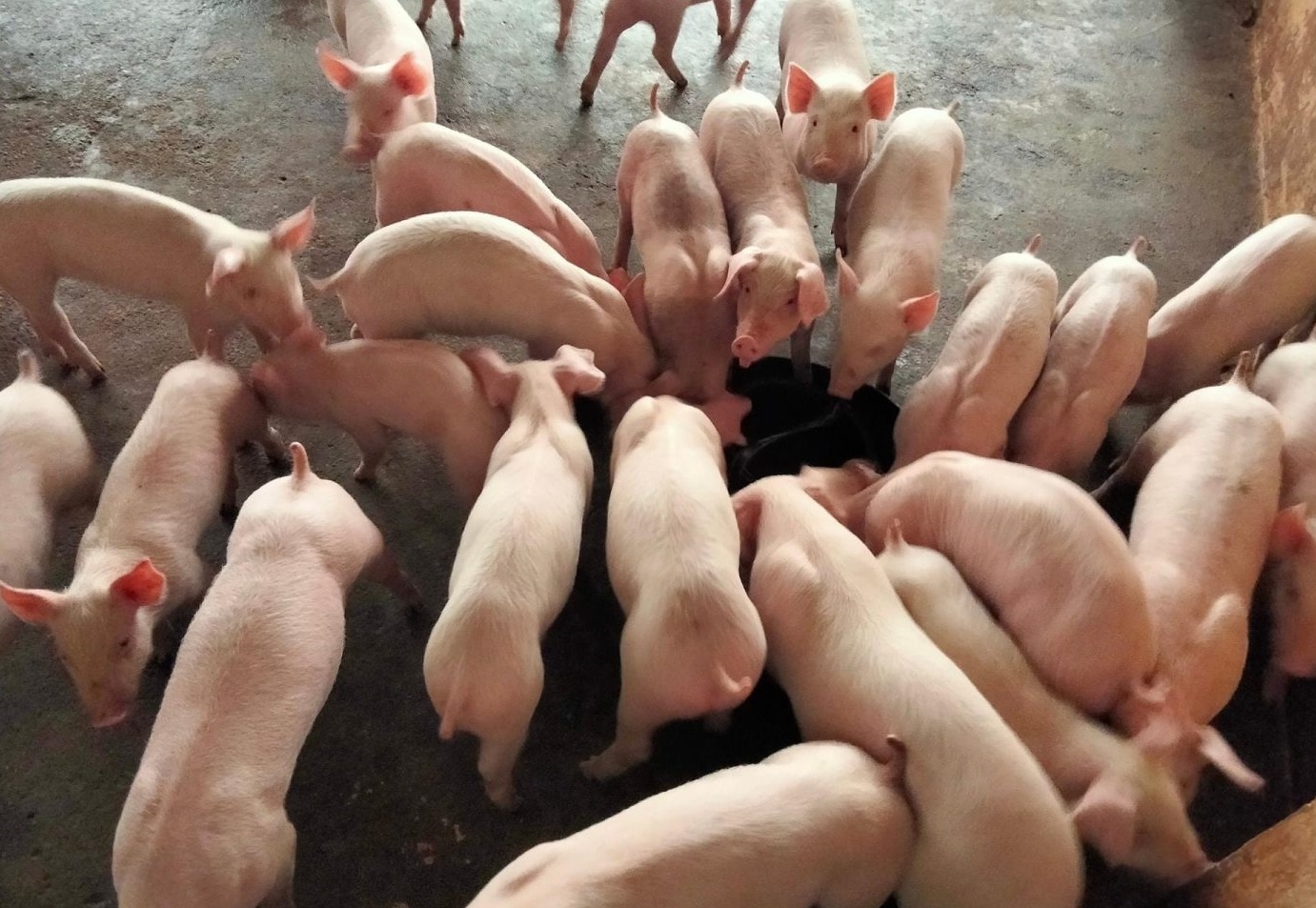 giá heo giống, giá heo giống hôm nay, thị trường con giống, giá heo hơi, tái đàn, chăn nuôi Việt Nam