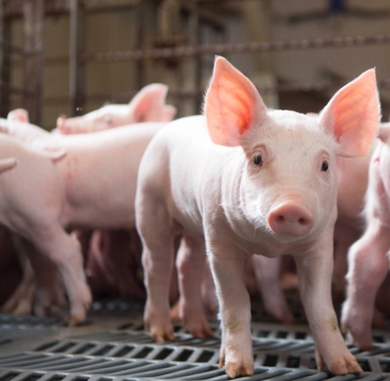 giá heo giống, giá heo giống hôm nay, thị trường con giống, giá heo hơi, tái đàn, chăn nuôi Việt Nam