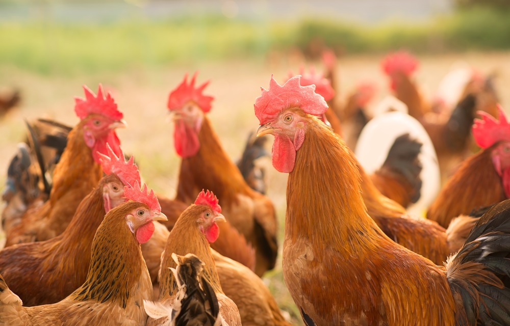 Lượng kẽm cần thiết cho gà nuôi lấy thịt