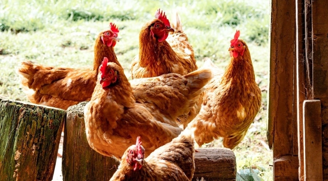 gà thịt, bổ sung kẽm, hàm lượng kẽm, dinh dưỡng gà thịt, kẽm trong thức ăn chăn nuôi, nghiên cứu Đại học Georgia