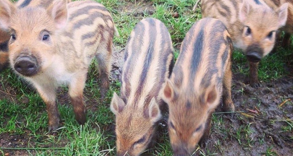 giá heo hơi, dự báo giá heo hơi 13/11/2025, thị trường heo hơi, giá heo hơi hôm nay, cung cầu heo hơi, chăn nuôi heo, giá heo hơi miền Bắc, giá heo hơi miền Nam