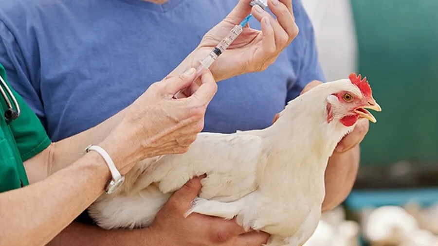 tiêm vắc xin cho vật nuôi, phòng bệnh gia súc, phòng bệnh gia cầm, TP.HCM, Chi cục Chăn nuôi và Thú y