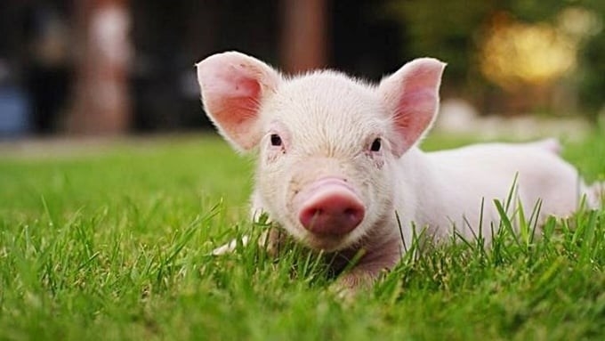 giá heo hơi, dự báo giá heo hơi 14/11/2025, thị trường heo hơi, cung cầu heo hơi, chăn nuôi heo, giá heo hơi ba miền