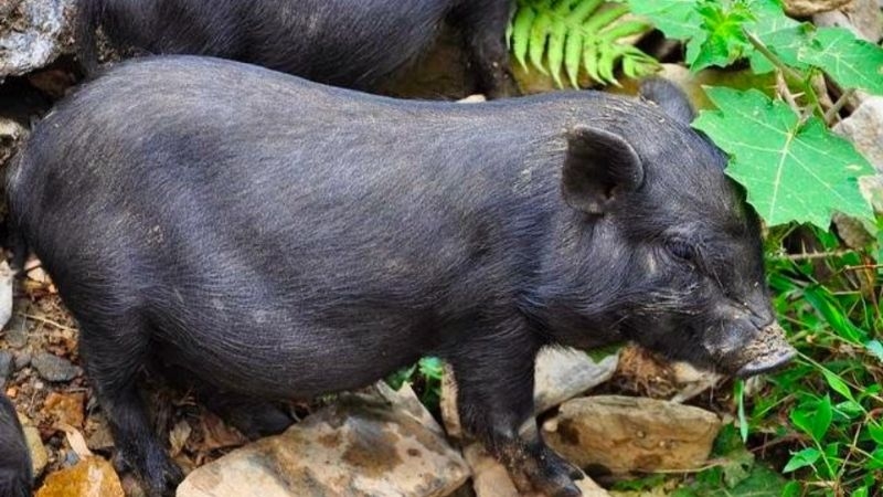 giá heo hơi hôm nay, giá heo hơi 13/11, giá heo hơi miền Bắc, giá heo hơi miền Trung, giá heo hơi miền Nam