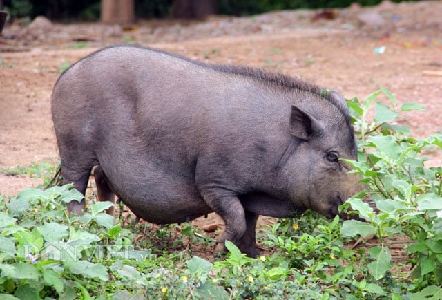 giá heo hơi hôm nay, giá heo hơi 13/11, giá heo hơi miền Bắc, giá heo hơi miền Trung, giá heo hơi miền Nam