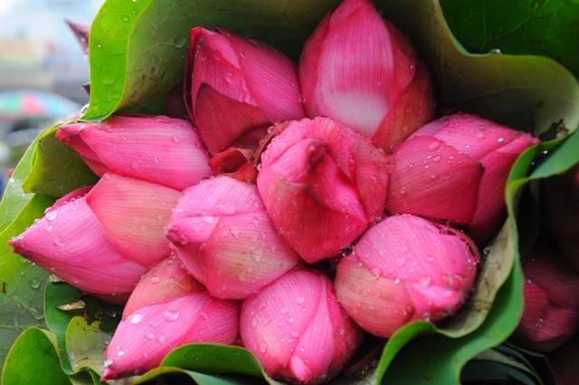 Tử vi 12 con giáp, tử vi ngày 14/11/2025, tuổi Tỵ, tuổi Mùi, vận đỏ, tài lộc, công việc