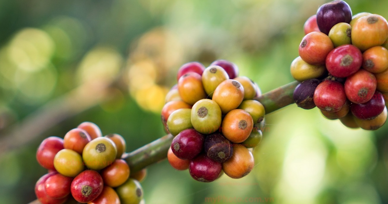 giá cà phê hôm nay, giá cà phê 14/11, giá cà phê Tây Nguyên, giá cà phê giảm, xuất khẩu cà phê, xuất khẩu nông sản 2025