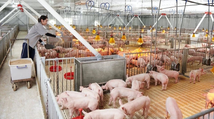 giá heo hơi, dự báo giá heo hơi 15/11/2025, thị trường heo hơi, giá heo hơi 14/11/2025, cung heo hơi, tiêu thụ heo hơi, giá heo hơi miền Bắc