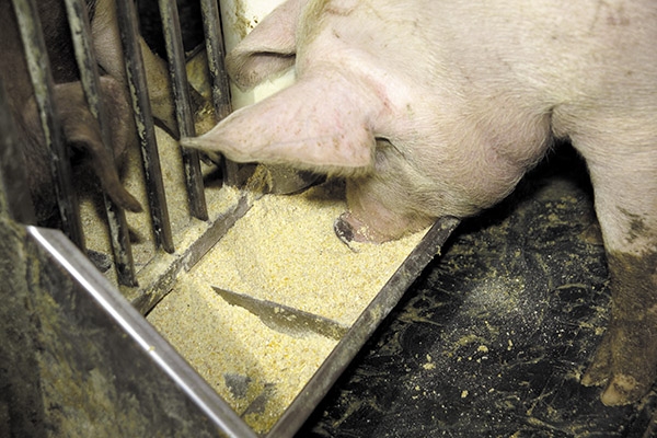 Giá cám heo hôm nay 14/11/2025: Thị trường ổn định, nhu cầu tăng trước Tết