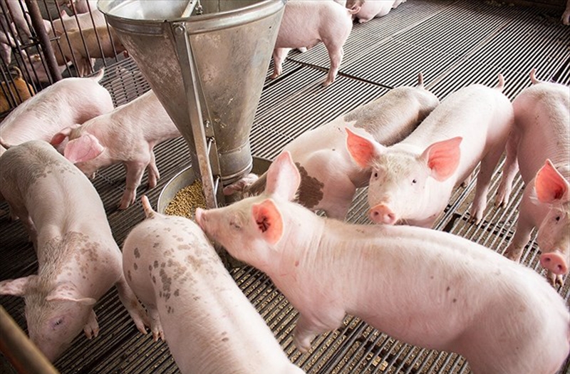 giá cám heo hôm nay 14/11/2025, giá cám heo, bảng giá cám heo, thức ăn chăn nuôi 14/11/2025, giá cám heo mới nhất