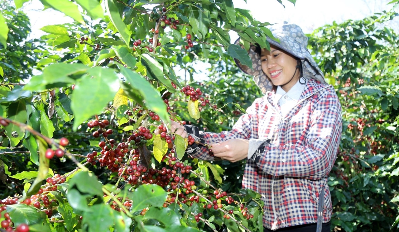 giá cà phê hôm nay 15/11/2025, giá cà phê lao dốc, giá cà phê Tây Nguyên, giá cà phê giảm mạnh, thị trường cà phê 2025