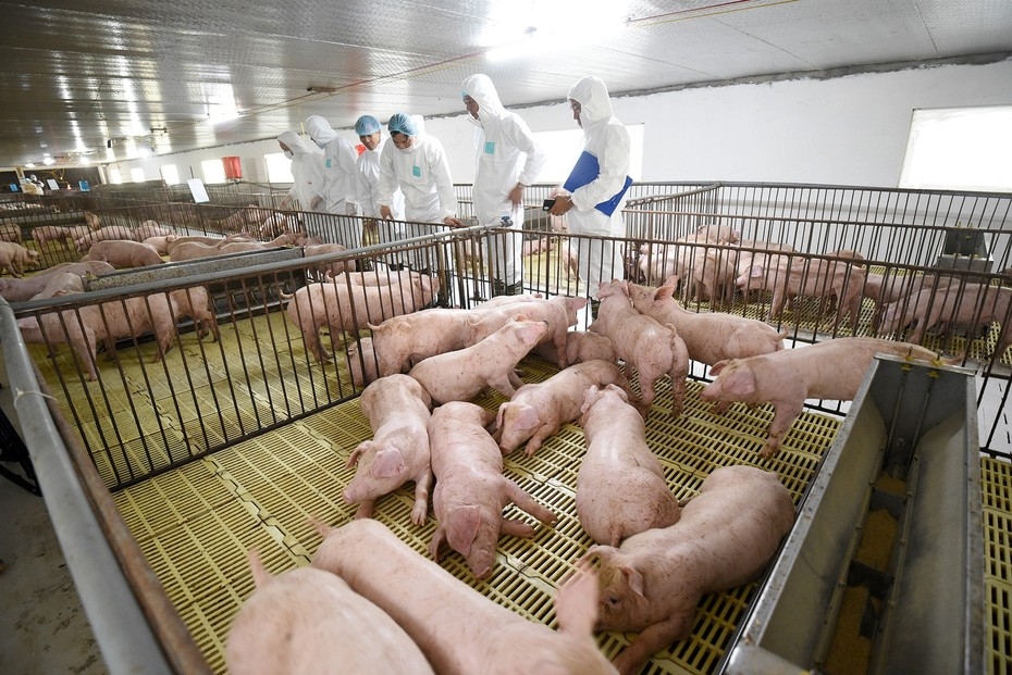 quý 3 ngành heo, HPG nông nghiệp, HAG, Dabaco, Masan Meatlife, Vissan, BAF, lợi nhuận doanh nghiệp heo, giá heo