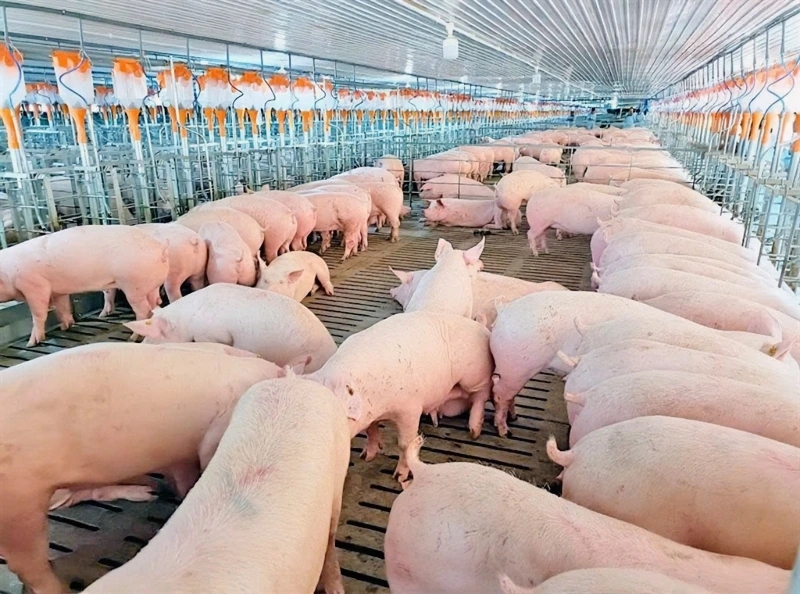 quý 3 ngành heo, HPG nông nghiệp, HAG, Dabaco, Masan Meatlife, Vissan, BAF, lợi nhuận doanh nghiệp heo, giá heo