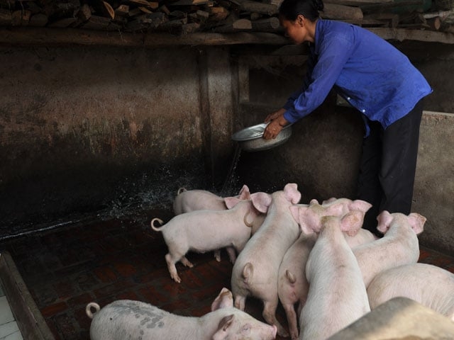 giá heo hơi hôm nay 15/11/2025, dự báo giá heo hơi 16/11/2025, giá heo hơi, thị trường heo hơi, giá heo miền Bắc, giá heo miền Trung, giá heo miền Nam