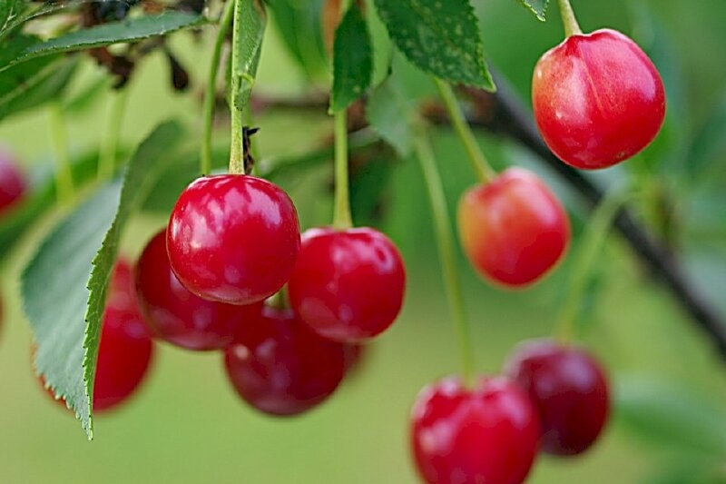 Tuổi Mão hôm nay, con số may mắn tuổi Mão, tử vi tuổi Mão, phong thủy tuổi Mão, vận trình tuổi Mão