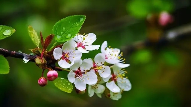 Tuổi Thìn hôm nay, con số may mắn tuổi Thìn, tử vi tuổi Thìn, phong thủy tuổi Thìn, vận trình tuổi Thìn