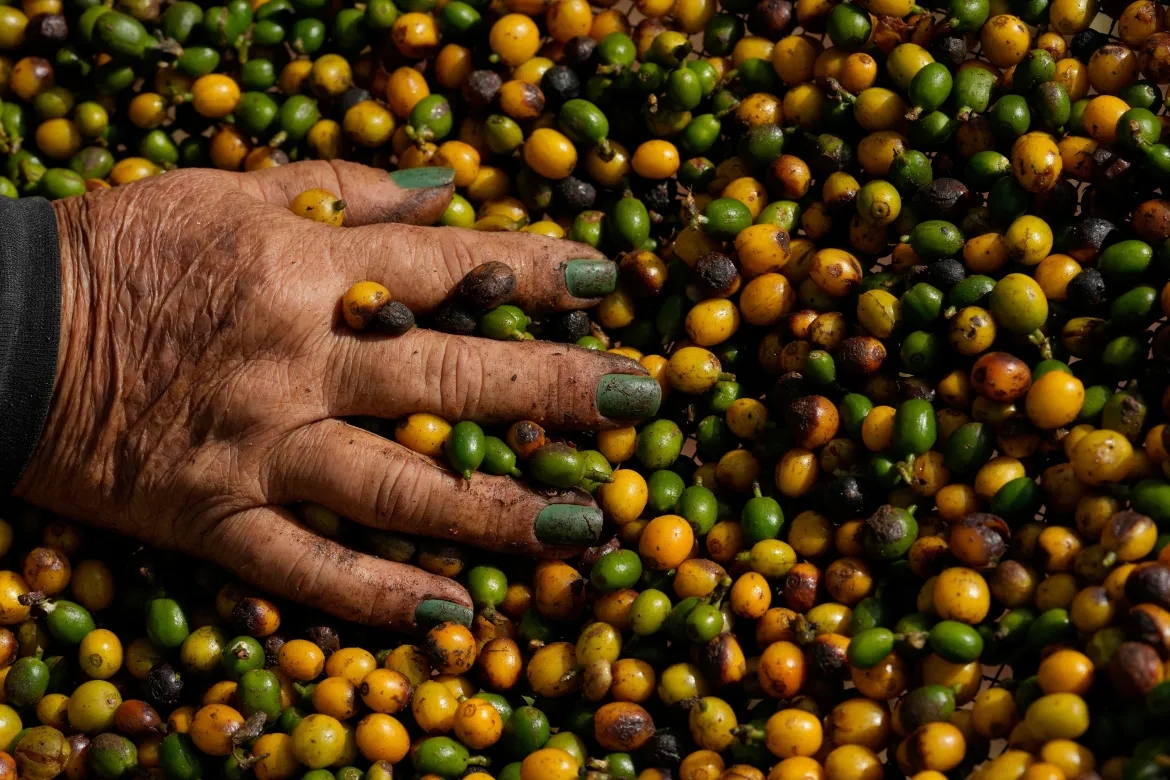 Cà phê, thịt bò và trái cây Brazil vẫn chịu thuế 40% tại Mỹ