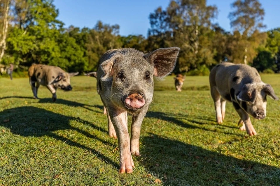 Phẫn nộ nhìn du khách bắt heo để chụp ảnh selfie ở Anh