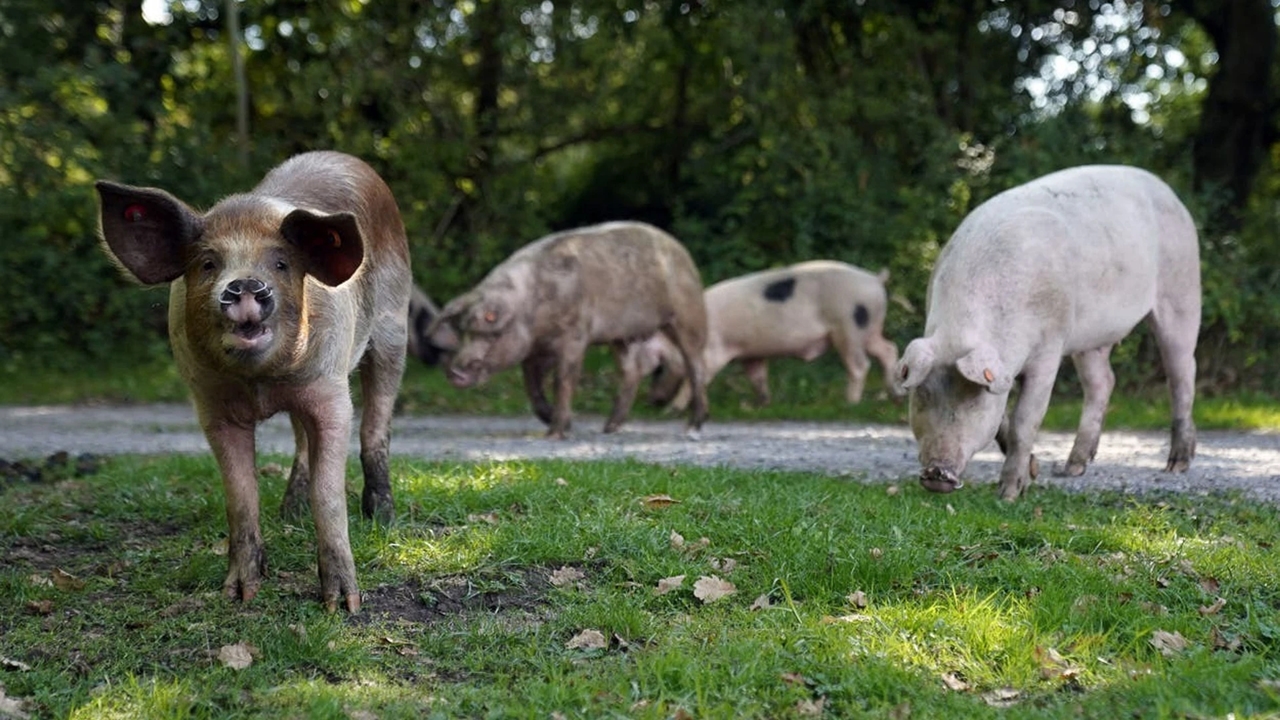 du khách Anh, heo New Forest, pannage, động vật hoang dã, Công viên Quốc gia New Forest, bắt heo chụp ảnh, bảo vệ động vật