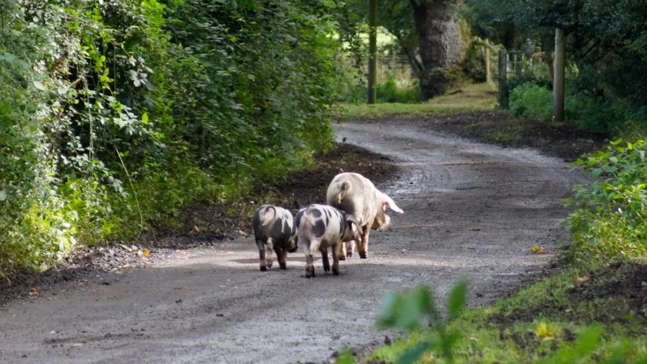 du khách Anh, heo New Forest, pannage, động vật hoang dã, Công viên Quốc gia New Forest, bắt heo chụp ảnh, bảo vệ động vật