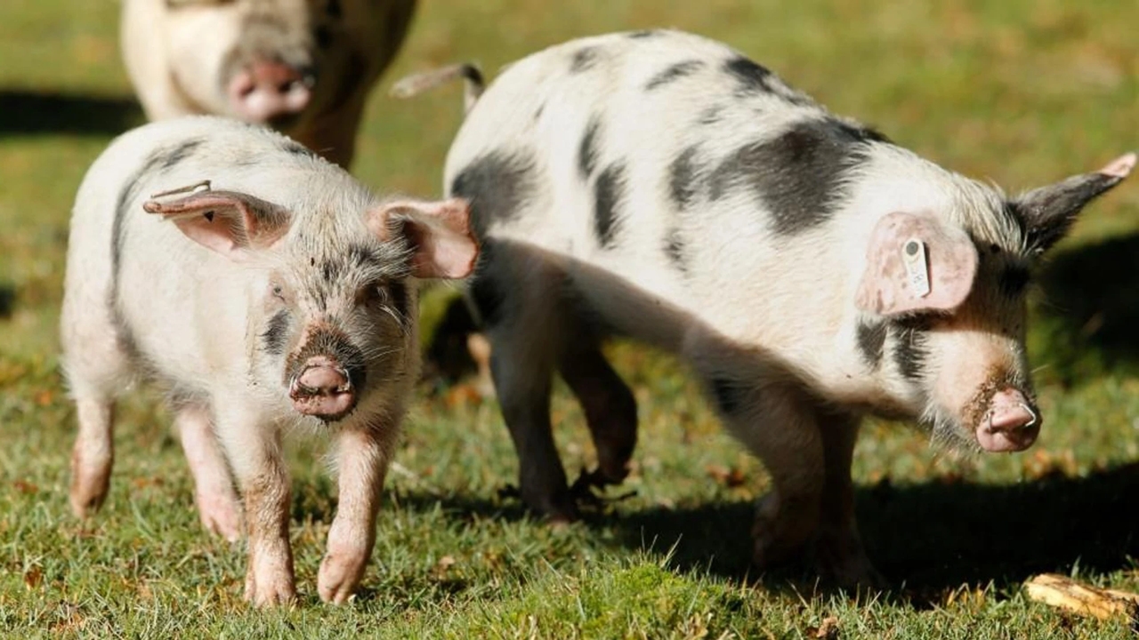 du khách Anh, heo New Forest, pannage, động vật hoang dã, Công viên Quốc gia New Forest, bắt heo chụp ảnh, bảo vệ động vật