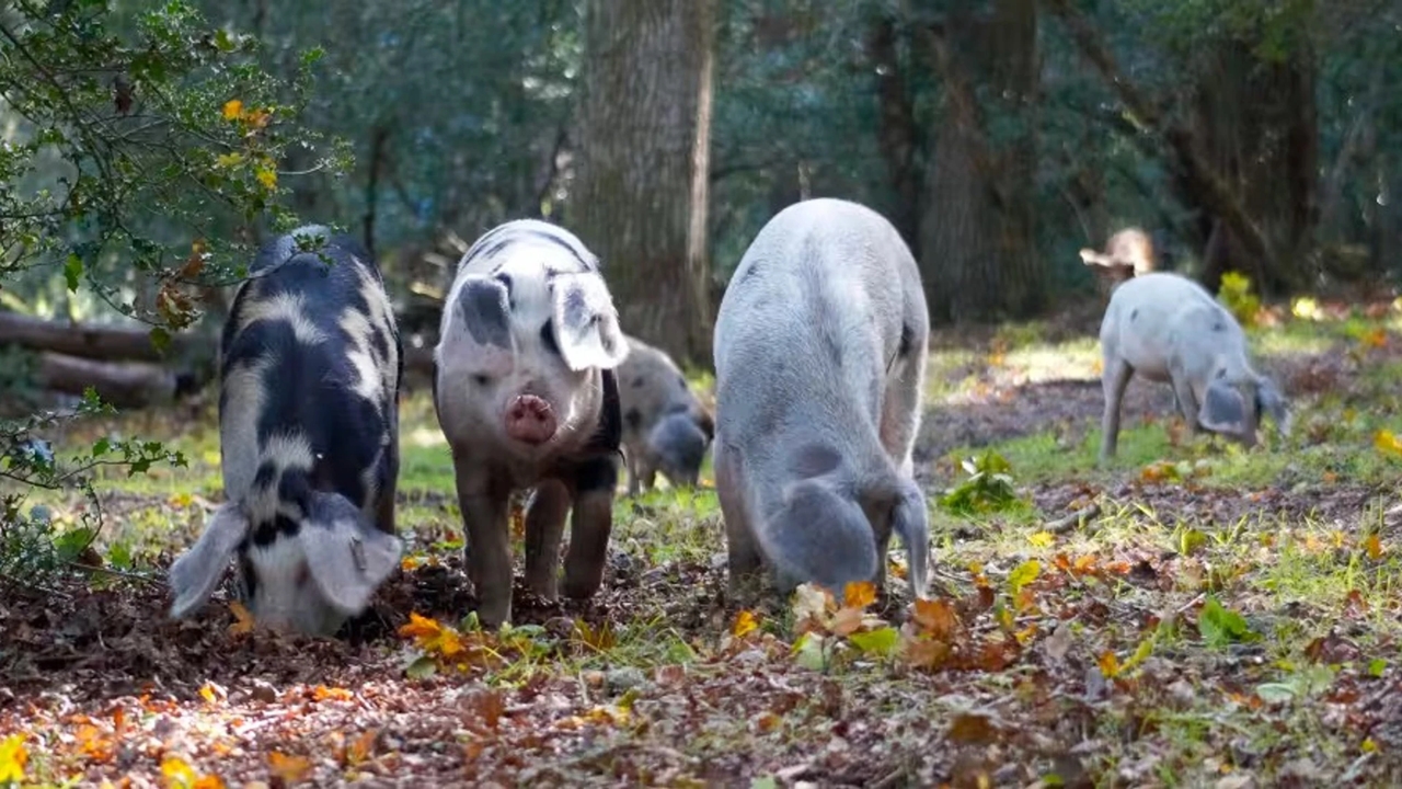 du khách Anh, heo New Forest, pannage, động vật hoang dã, Công viên Quốc gia New Forest, bắt heo chụp ảnh, bảo vệ động vật