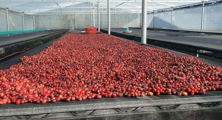 Giá cà phê hôm nay 16/11/2025: Đà giảm chưa dứt