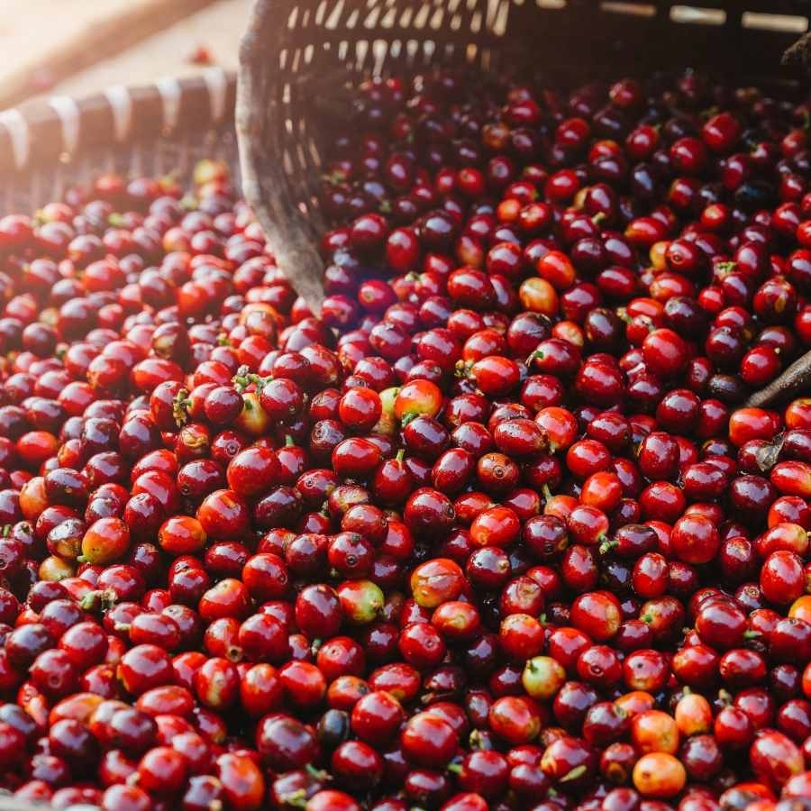 Giá cà phê 16/11/2025, giá cà phê hôm nay, giá cà phê, thị trường cà phê, giá cà phê giảm, EUDR, Mỹ giảm thuế, Tây Nguyên, robusta, arabica