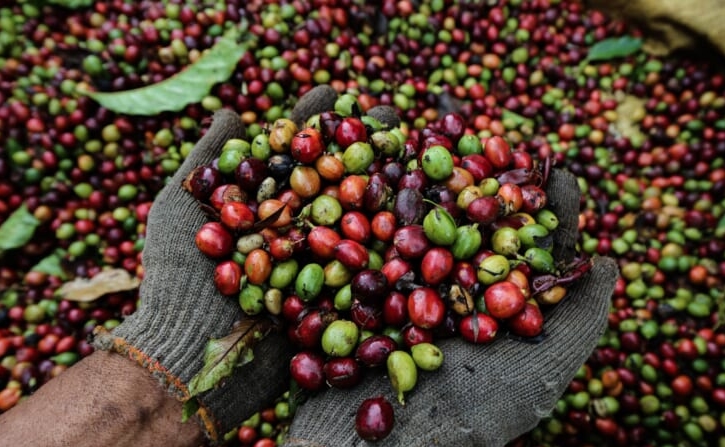 Giá cà phê 16/11/2025, giá cà phê hôm nay, giá cà phê, thị trường cà phê, giá cà phê giảm, EUDR, Mỹ giảm thuế, Tây Nguyên, robusta, arabica