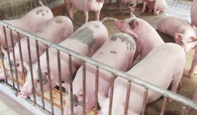 Giá heo hơi, heo hơi giảm giá, giá thịt heo, chăn nuôi heo, ASF, thị trường heo, nguồn cung heo, nhập khẩu thịt