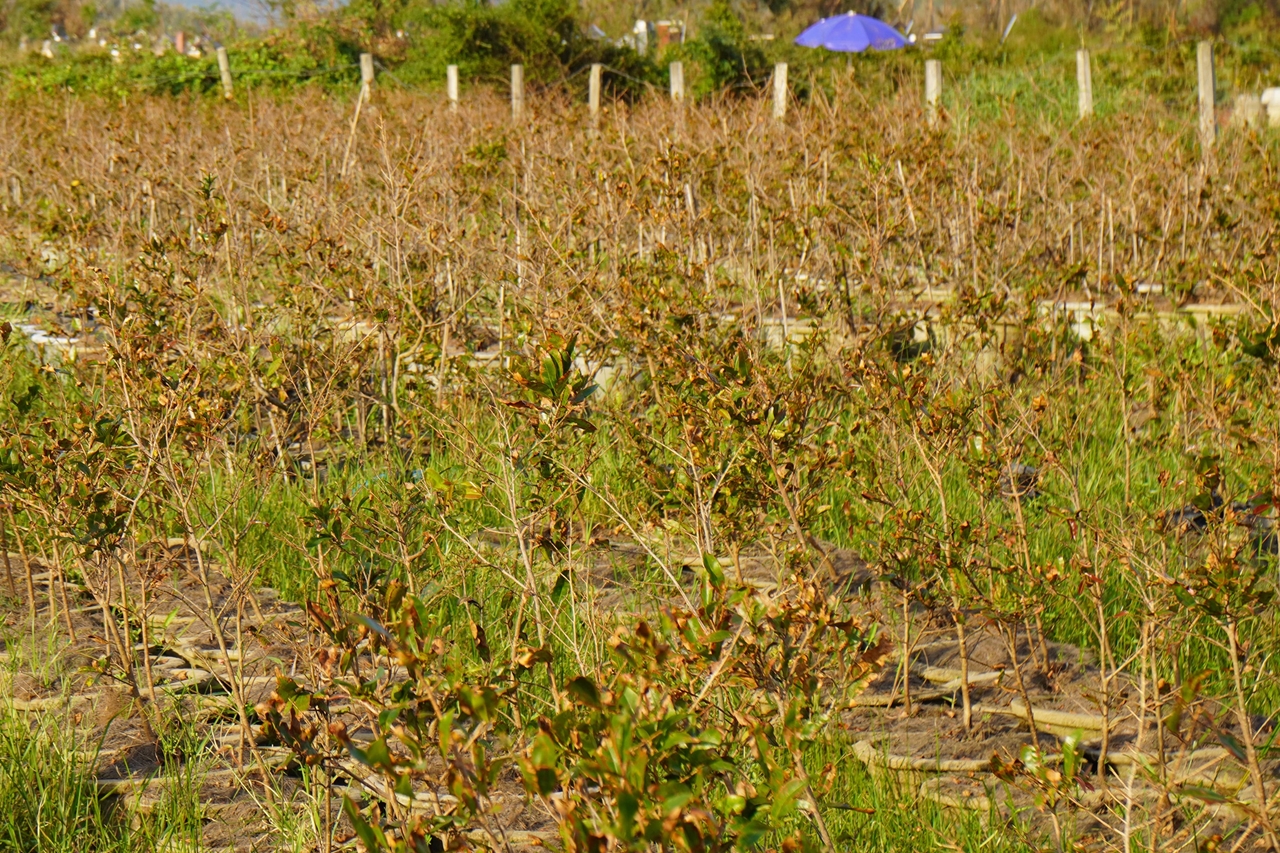 Thủ phủ mai Tết kiệt quệ sau bão Kalmaegi