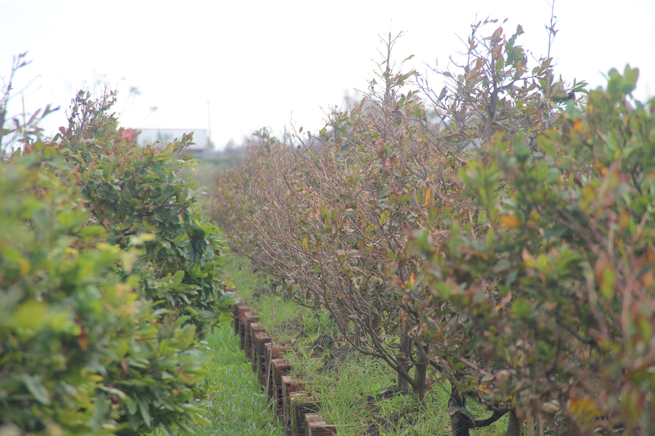 mai Tết, An Nhơn, bão Kalmaegi, Gia Lai, mai hư hại, nhà vườn thiệt hại, mai Bình Định