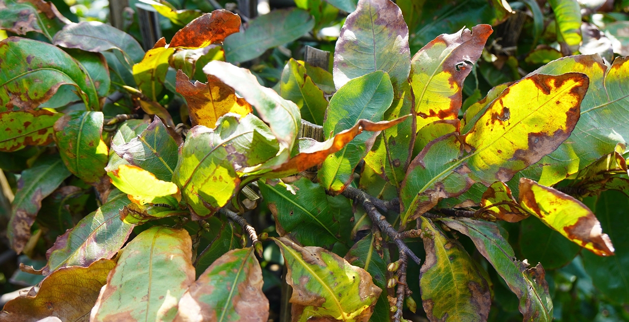 mai Tết, An Nhơn, bão Kalmaegi, Gia Lai, mai hư hại, nhà vườn thiệt hại, mai Bình Định