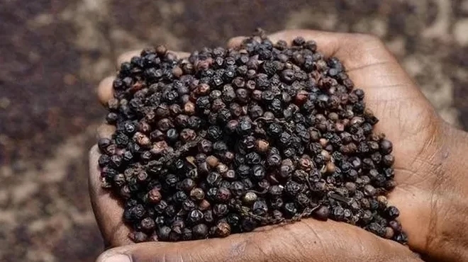 Giá tiêu 16/11/2025, giá tiêu hôm nay, giá tiêu, giá tiêu tăng, thị trường hồ tiêu, hồ tiêu Việt Nam, hồ tiêu Ấn Độ, tiêu Brazil, Tây Nguyên, Đông Nam Bộ