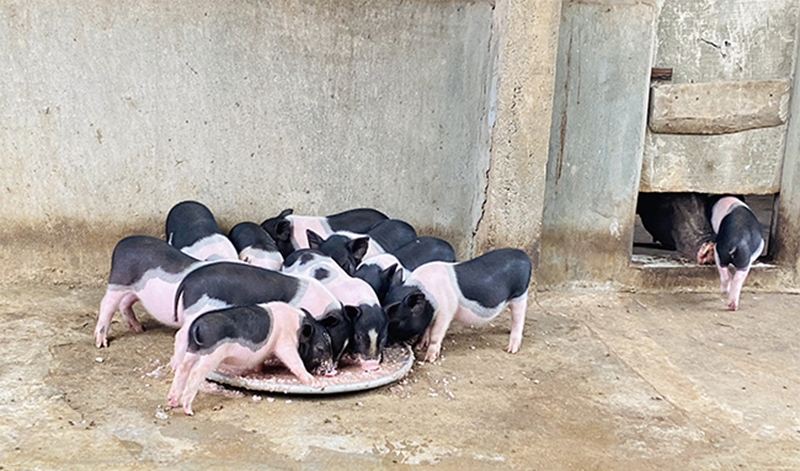 Dự báo giá heo hơi 17/11/2025: Một số tỉnh có thể tăng nhẹ sau biến động tại Gia Lai