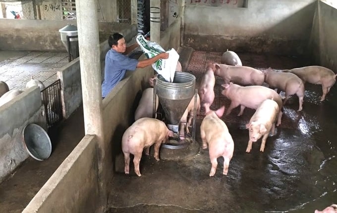 Giá heo hơi hôm nay, giá heo hơi 16/11, heo hơi miền Bắc, heo hơi miền Trung, heo hơi miền Nam, Gia Lai tăng giá, Đồng Nai, Cà Mau, dịch tả heo châu Phi