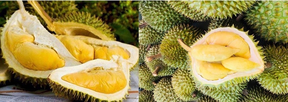 Giá sầu riêng hôm nay, giá sầu riêng 16/11, giá sầu riêng Thái, giá sầu riêng loại A, giá RI6, thị trường sầu riêng, sầu riêng Tây Nguyên