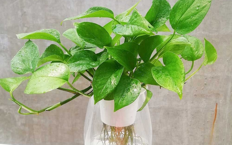 Cây trầu bà ta và những giá trị khiến ai cũng muốn sở hữu