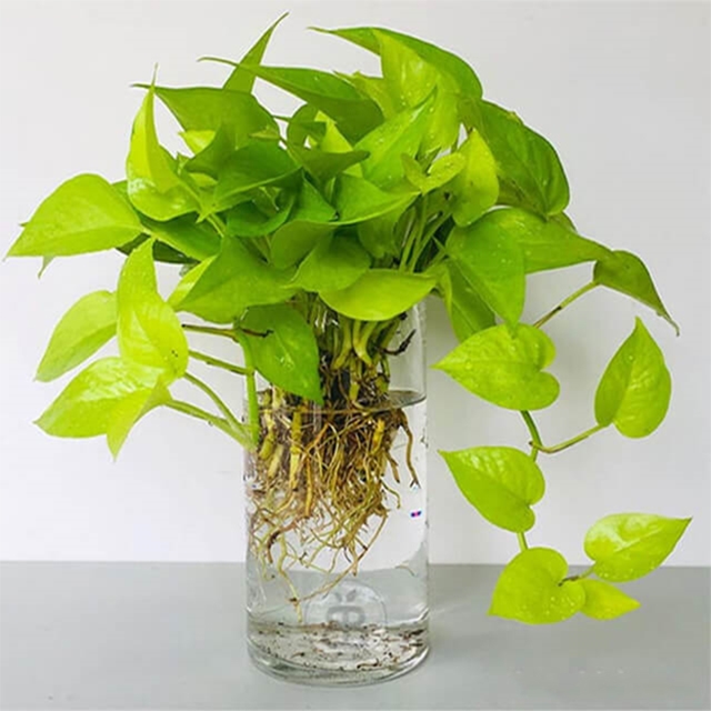 Cây trầu bà ta, Epipremnum aureum, công dụng trầu bà ta, chăm sóc trầu bà ta, cây trầu bà phong thủy