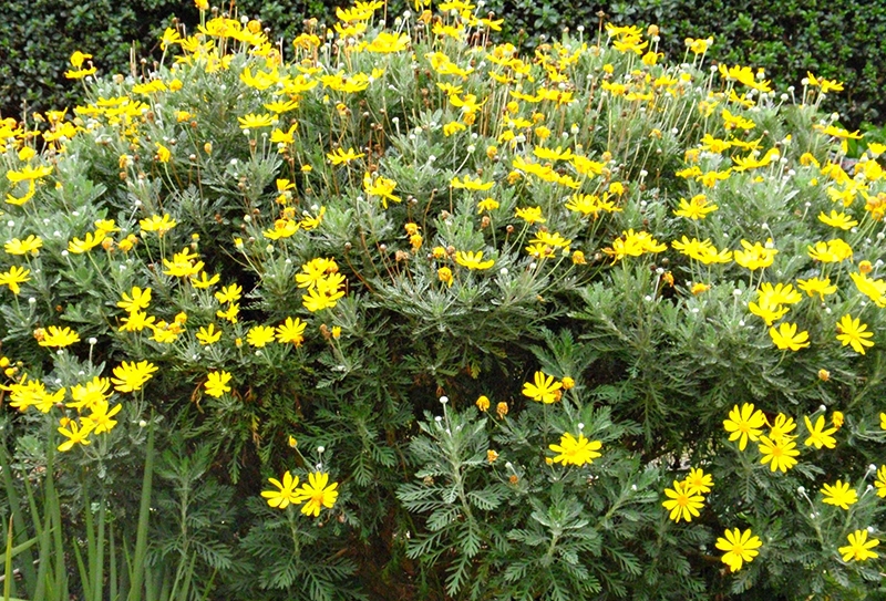 Cúc thân gỗ: Sắc vàng vượng khí cho mọi không gian