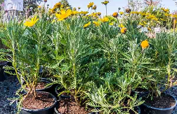 Cúc thân gỗ, cúc vạn niên, cúc trường thọ, hoa cúc bonsai, cây phong thủy, cây cúc thân gỗ giá, chăm sóc cúc thân gỗ