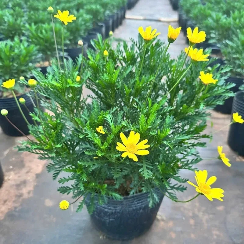 Cúc thân gỗ, cúc vạn niên, cúc trường thọ, hoa cúc bonsai, cây phong thủy, cây cúc thân gỗ giá, chăm sóc cúc thân gỗ