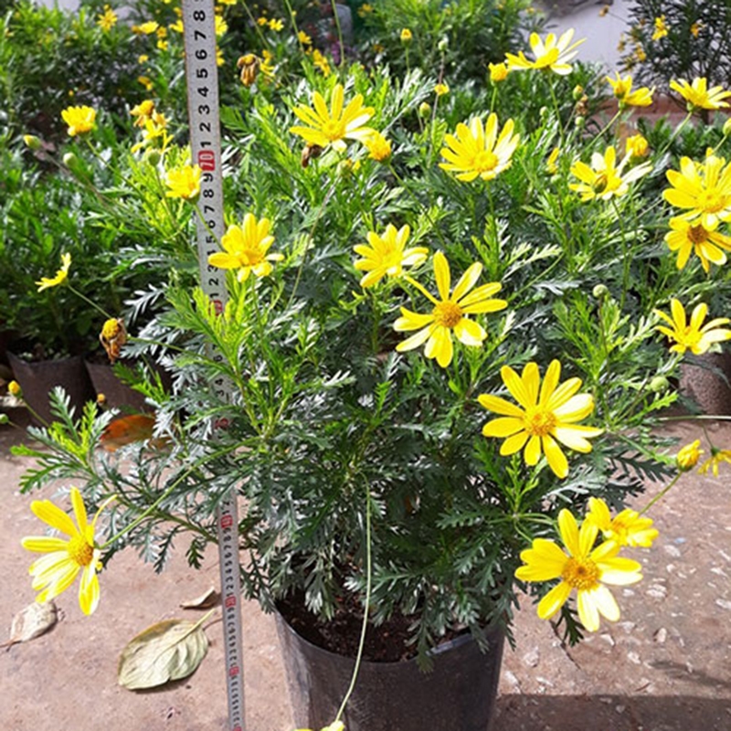 Cúc thân gỗ, cúc vạn niên, cúc trường thọ, hoa cúc bonsai, cây phong thủy, cây cúc thân gỗ giá, chăm sóc cúc thân gỗ